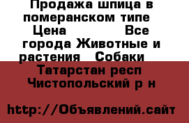 Продажа шпица в померанском типе › Цена ­ 20 000 - Все города Животные и растения » Собаки   . Татарстан респ.,Чистопольский р-н